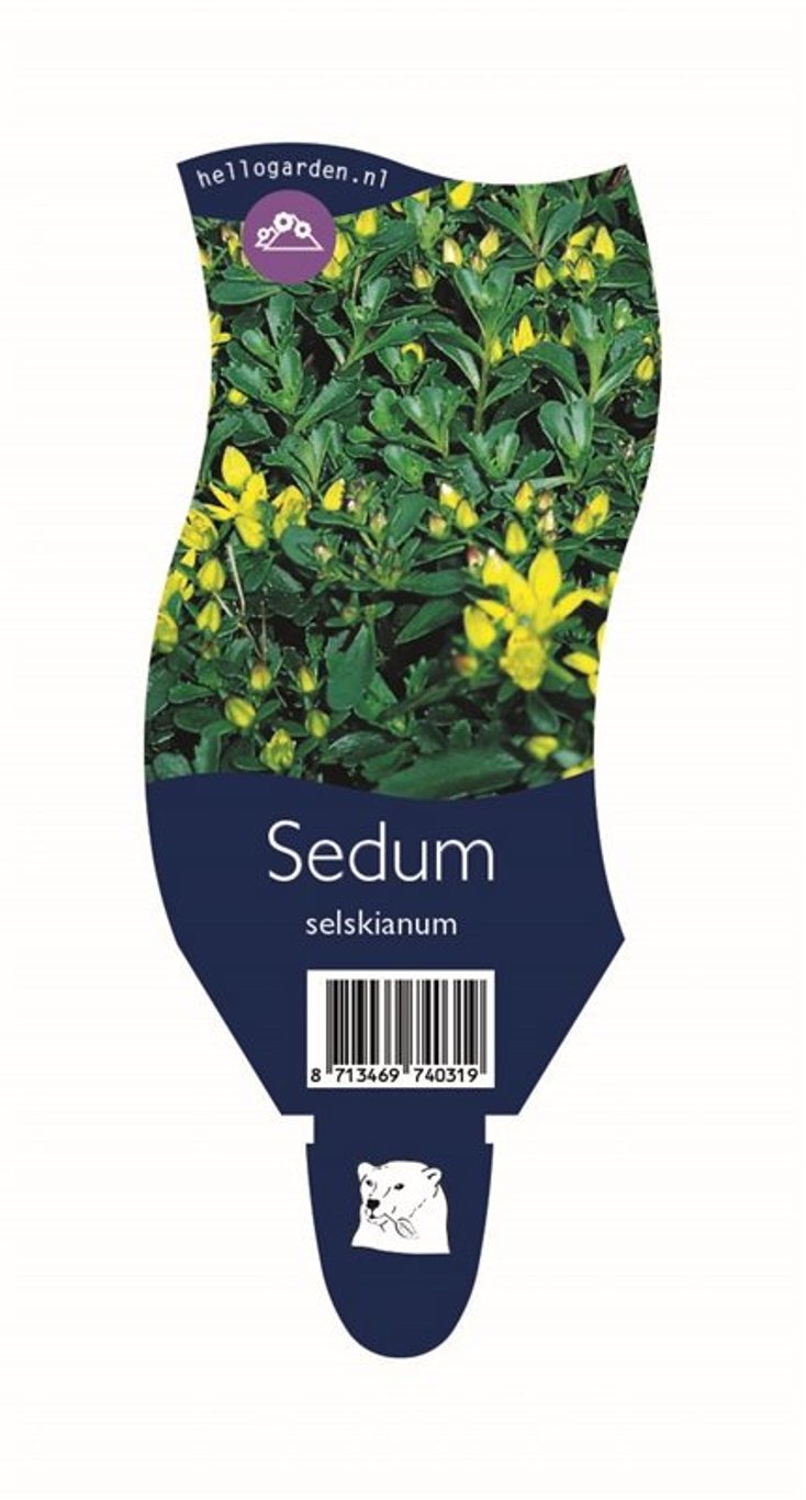 Sedum selskianum - P11